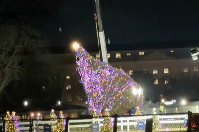 Heavy winds knock over White House Christmas tree