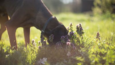 Here’s why it’s a good idea to let your dog sniff, according to one trainer