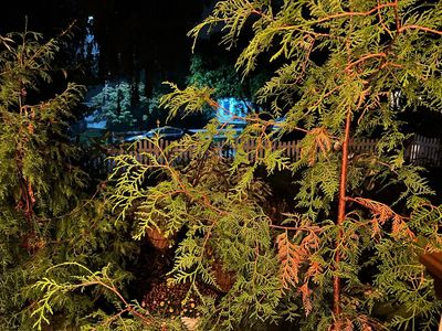 Is it normal or a problem if your evergreens are browning? How to know if they need help