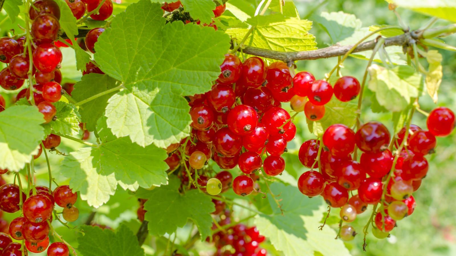 When and how to prune redcurrant bushes simple…
