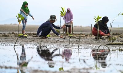 From tree planting to ‘sponge cities’: why nature-based solutions are crucial to fighting the climate crisis