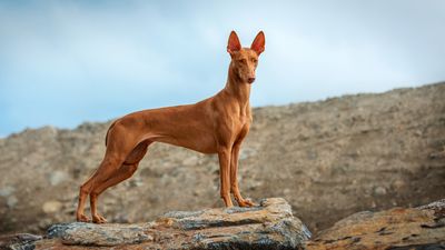 32 unpopular dog breeds