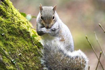 MP labels grey squirrels ‘Hamas of the squirrel world’