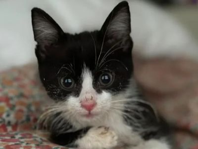 A couple rescued an adorable stray kitten. It sparked a huge rabies scare