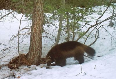 US says climate change threatens wolverines with extinction