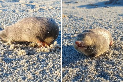“Brilliant Work”: Shimmering Mole Rediscovered Nearly 100 Years After It Was Presumed Extinct