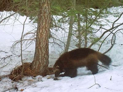 U.S. moves to protect wolverines as climate change melts their mountain refuges