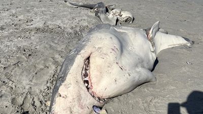 Great white shark ripped in 2 was 'loaded' with orca DNA, scientists say