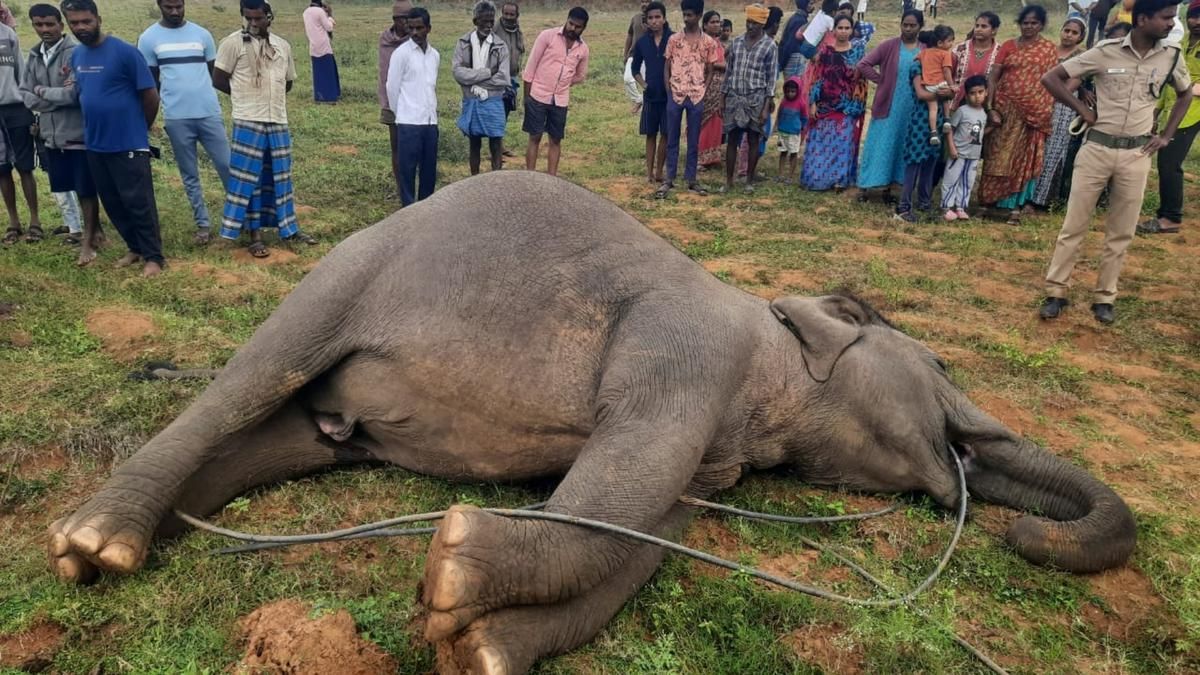 Electrocution Major Cause Of Elephant Deaths In Tamil…