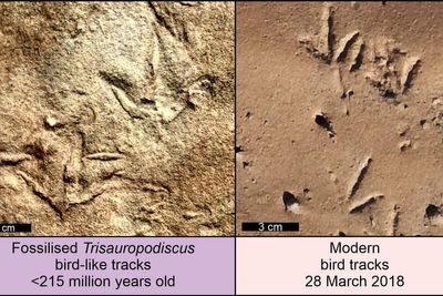 Animals with bird-like feet roamed planet 200 million years ago, say scientists