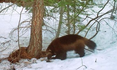 Wolverines to gain US federal protection as climate crisis threatens habitat
