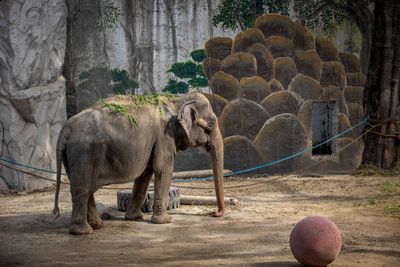 "World's saddest elephant" dies