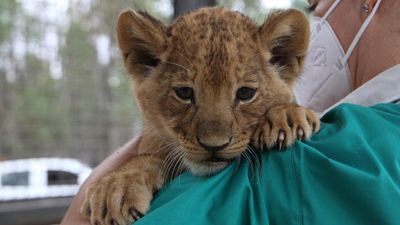 Dubbo Zoo pride as trio of baby lionesses arrive