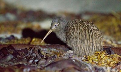 ‘Very sweet milestone’: wild-born kiwi chicks are Wellington’s first in a century