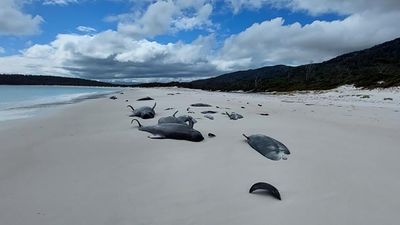 'Social nature' may have contributed to whale stranding