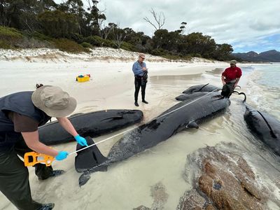 Scores of dead pilot whales found on Tasmanian beach in ‘confronting scenes’