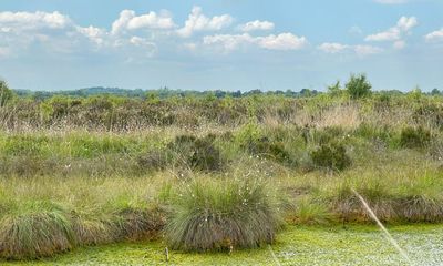 Country diary: Where mosses green the gold