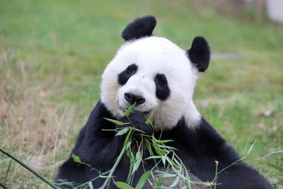 Scotland waves goodbye to 'utter rockstar' pandas after 12 years