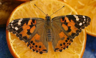 American painted lady butterflies set up home on Isles of Scilly