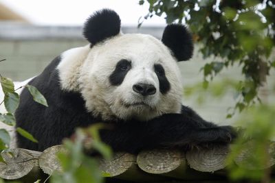 Britain’s only giant pandas set to leave Edinburgh Zoo after 12-year stay