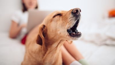 Here’s how to reduce your dog's reactivity in the home, according to the experts