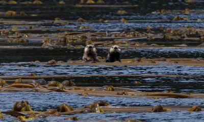 Why the return of sea otters to Canada’s west coast is making waves