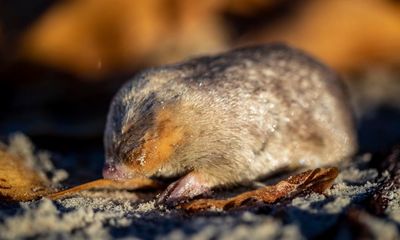 Back from the brink: sand-swimming golden mole, feared extinct, rediscovered after 86 years