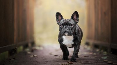 32 reasons to love French Bulldogs