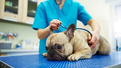US dogs suffer mystery respiratory illness: What we know so far
