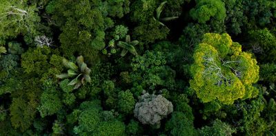 Can we sustainably harvest trees from tropical forests? Yes – here are 5 ways to do it better