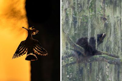 Meet The Winners: 60 Impressive Photos From The Nature Photographer Of The Year 2023 Awards