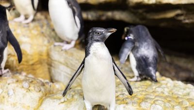 It’s a girl! Shedd Aquarium names newest rockhopper penguin Isla