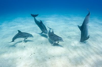 Bottlenose Dolphins Possess a Shocking Sense, New Study Confirms
