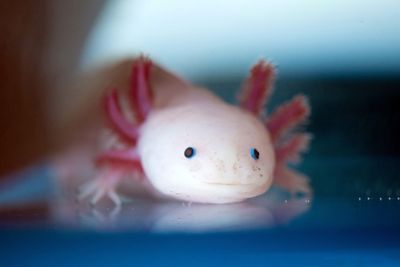 Mexico urges folks to adopt axolotls