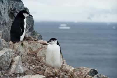 Penguins Snatch 11 Hours Of Sleep Through Seconds-long Micronaps
