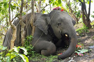 Elephant Herd Attacks Family After Their Car Hits Calf