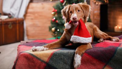 Three trainer-approved tips to keep your dog safe around the Christmas tree