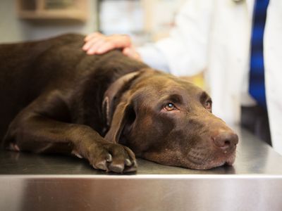 Veterinarians say fears about 'mystery' dog illness may be overblown. Here's why