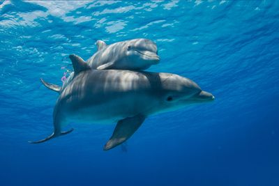 Dolphins can sense electricity: study