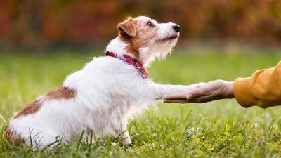 Trainer reveals three ways to reward your dog to ensure good behavior gets repeated