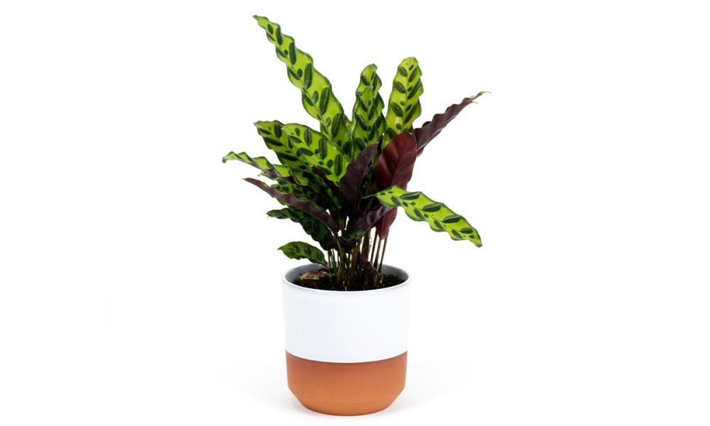 Houseplant of the week rattlesnake plant