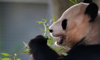 Exit from Edinburgh zoo may signal end to era of China’s panda diplomacy