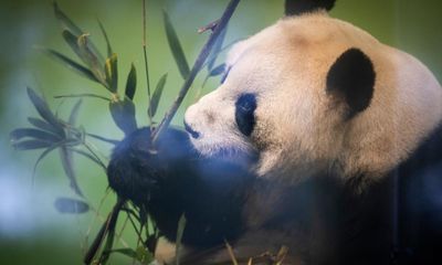 ‘Rock star of an animal’: Edinburgh zoo’s pandas to return to China
