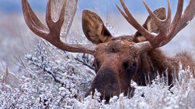 Colorado tourist tries holding conversation with huge moose – it goes poorly