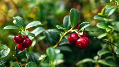 How to grow cranberries – get the conditions just right for a bumper crop of these festive favorites