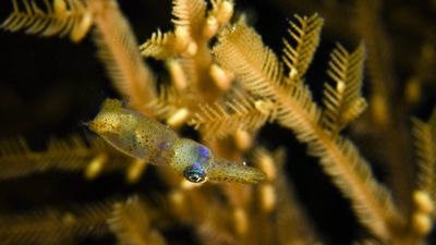 Adorable, newfound pygmy squid species named after Japanese forest fairies