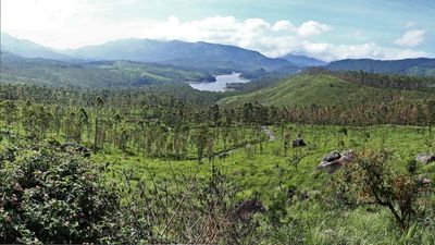Govt. declares 364.39 ha in Chinnakkanal forest reserve
