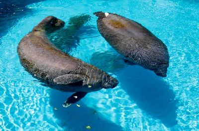 Manatees Romeo and Juliet freed from Florida theme park following campaign