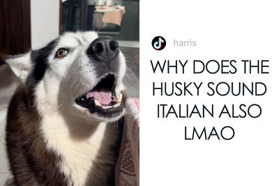 Dog Barks In Italian Accent To Sound Just Like His Owner
