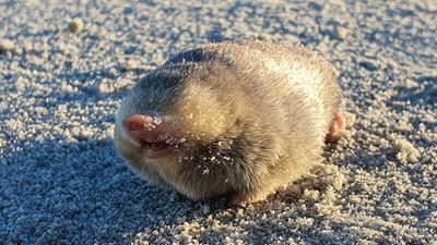 Shimmering golden mole thought extinct photographed and filmed over 80 years after last sighting